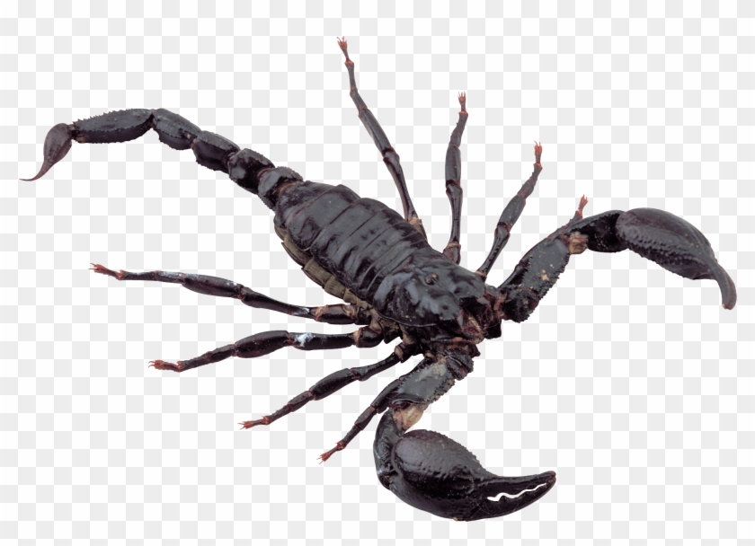 Scorpion Clipart Transparent - Scorpion Png #896422