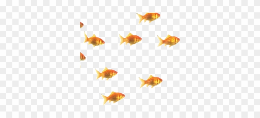 Luxury Iframe Transparent Background Transparent Sticker - Fish Swimming Gif Transparent #898818