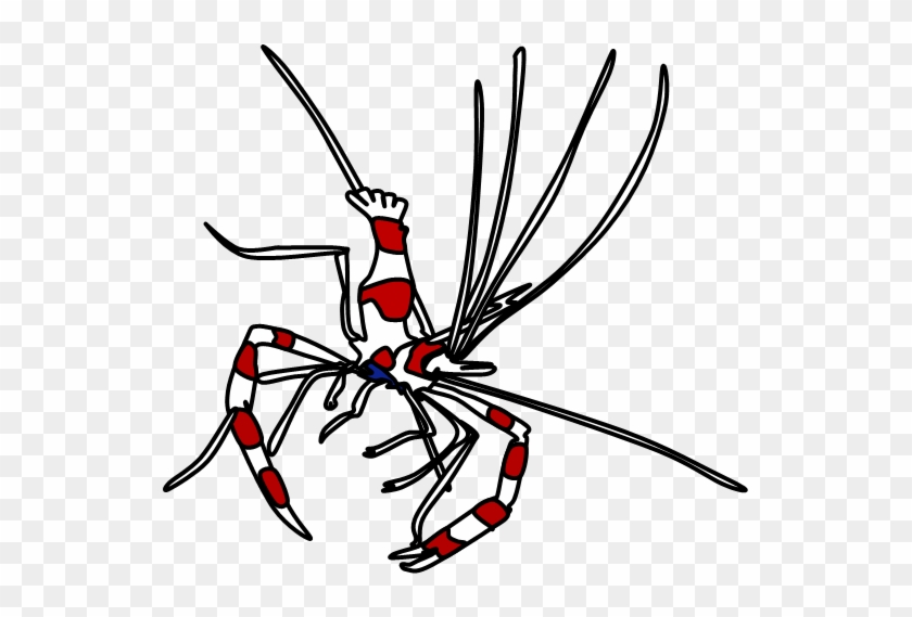 Cartoon Shrimp - Cartoon Shrimp #899334