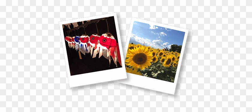 投稿写真参考画像 - Sunflower #900575