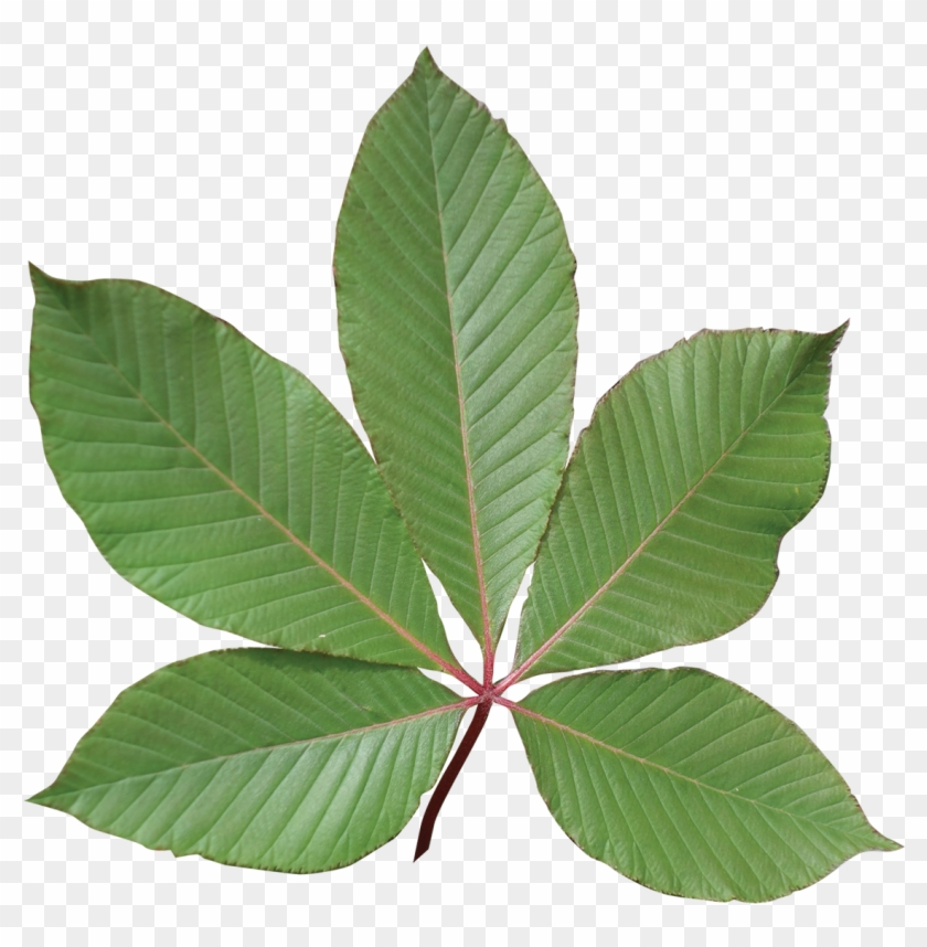 Image Result For Buckeye Leaf - Red Buckeye Tree Leaf #901848