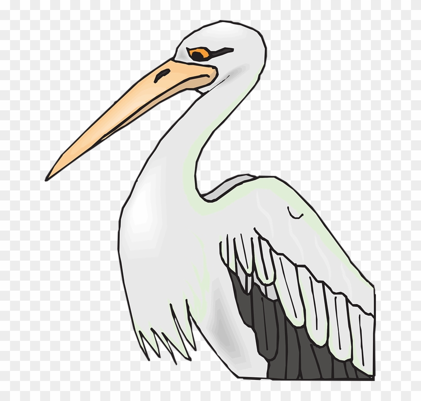 Bird Bill Cliparts - Aves De Pico Largo #903224