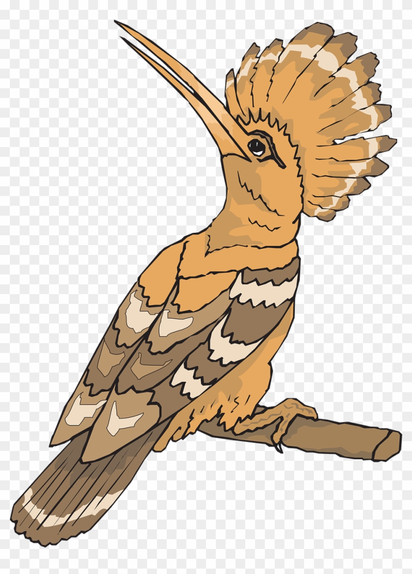 Bird Hoopoe Looking Back Sight Png Image - Hudhud Bird Clip Art #903275