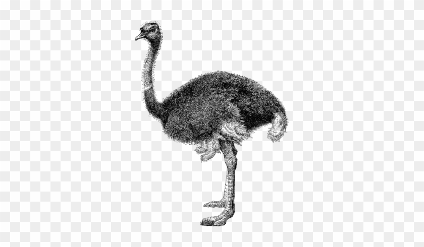 Black And White Ostrich Png Png Images - Antique Print Cassell's Birds C1870 Ostrich Struthio #903364