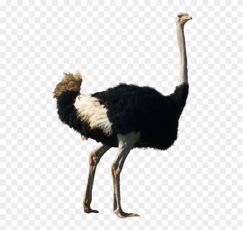 Ostrich Transparent Background - أسماء الطيور #903397