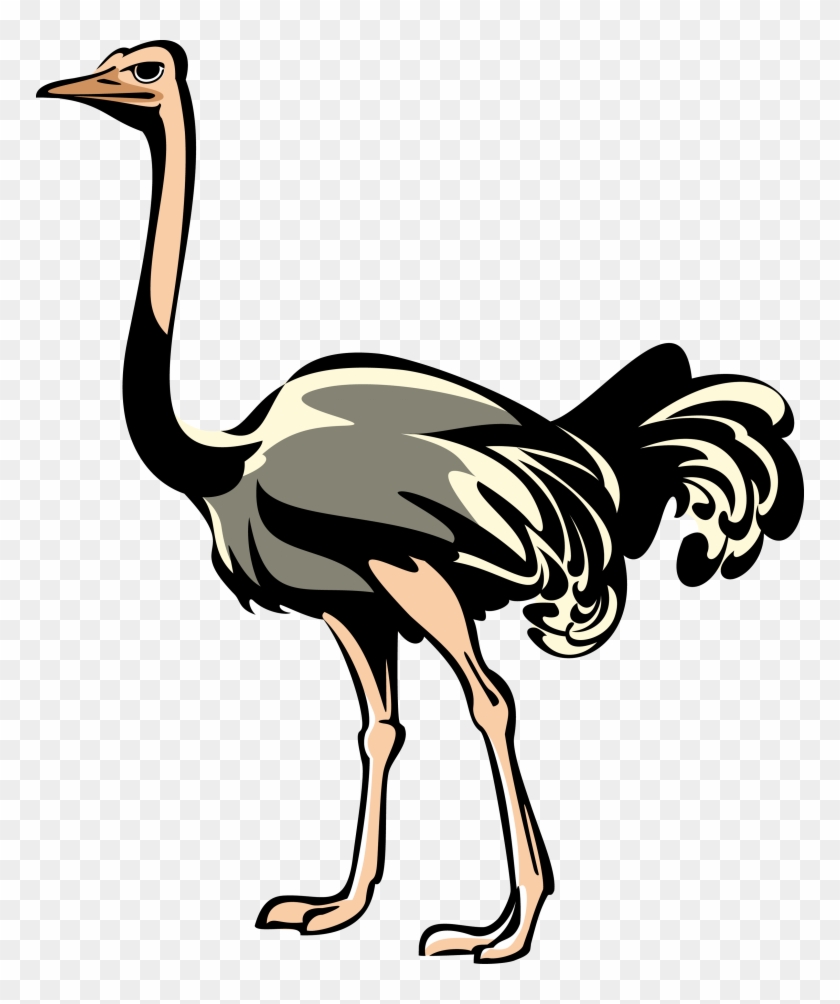 Download Ostrich Png Clipart - Ostrich Png #903424