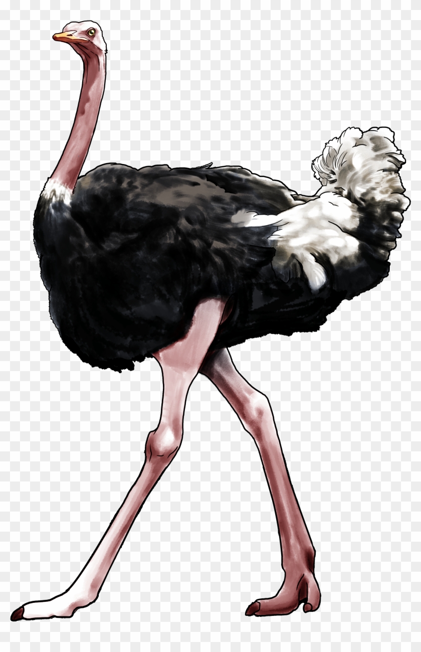 Ostrich Ethics - Ostrichpng Transparent #903433