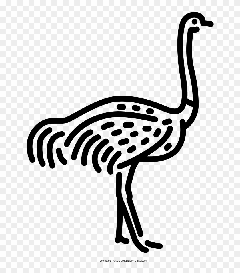 Ostrich Coloring Page - Coloring Book #903455