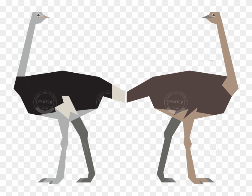 Male And Female Ostrich - Female #903496