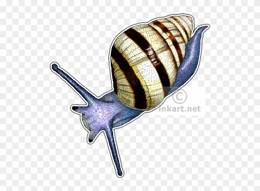 Hawaiian Tree Snail Decal - Drawing #903510