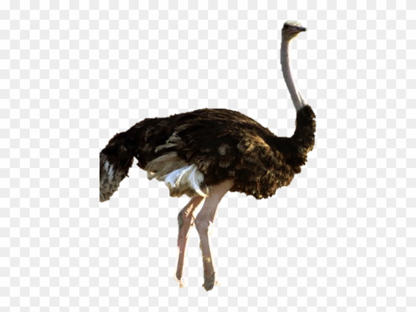 Home Life On An Ostrich Farm [book] #903598