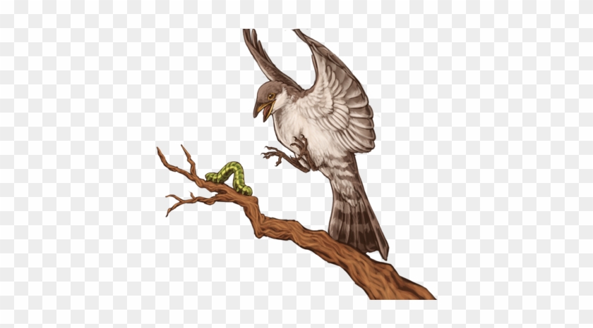 A Thick-billed Cuckoo Is Trying To Catch A Caterpillar - Illustration #903612