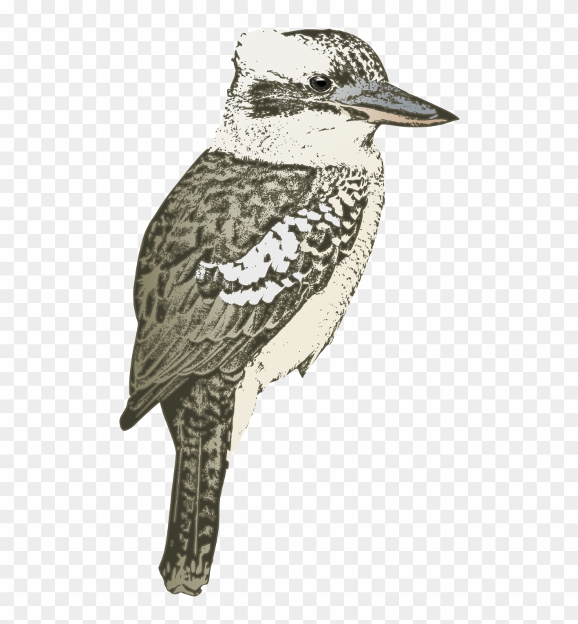 Kookaburra Sitting Kookaburra Isolated Transparent - Kookaburra #904230