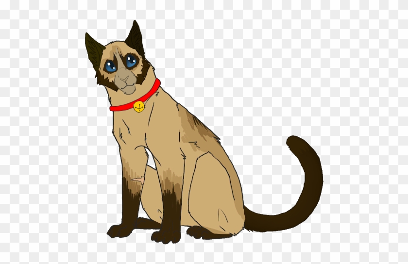 Photo - Siamese #904423