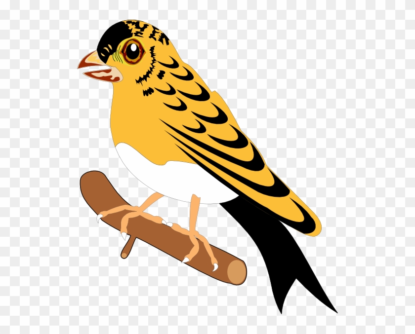 Bird #904460