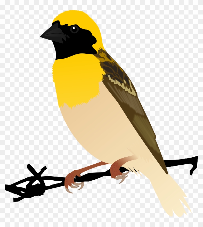 Kreisel Technologies - Weaver Bird Png #904466