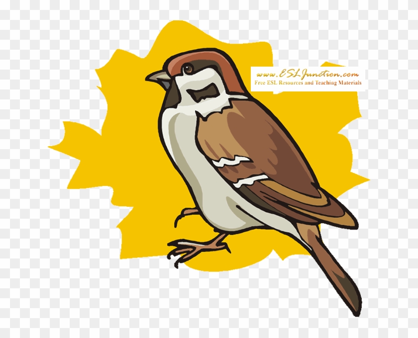 Sparrow - Winter Animal Coloring Pages #904494