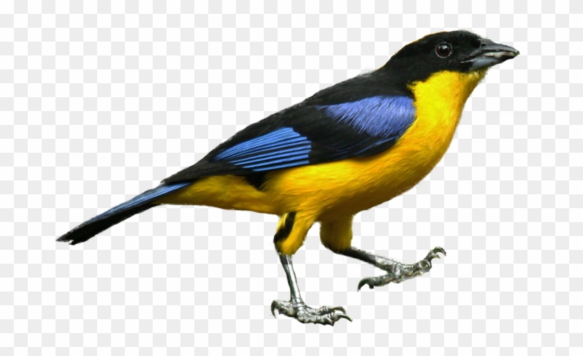 Blue-winged Tanager - Blue #904529