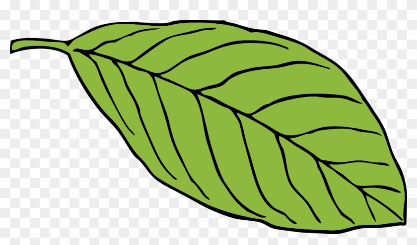 Green Leaf Oval Shape Chlorophyll Lush Foliage - Cartoon Images Of Leaf #20552