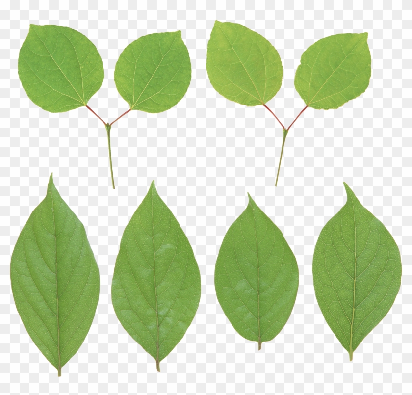 Green Leaf Png - Portable Network Graphics #20678