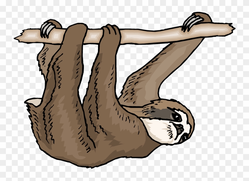 Sloth Clipart - Three Toed Sloth Clipart #23348