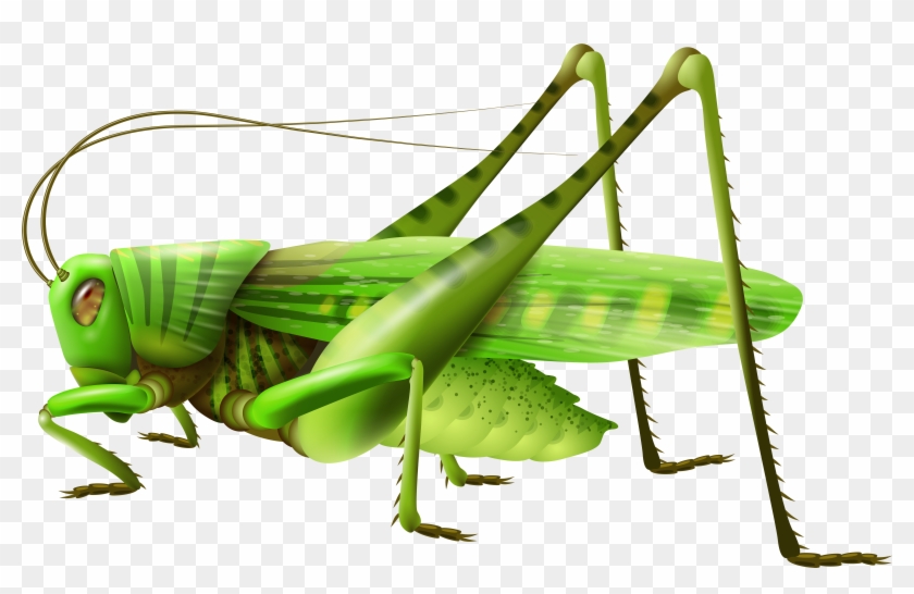 Grasshopper Png Clip Art - Grasshopper Clipart Png #25015
