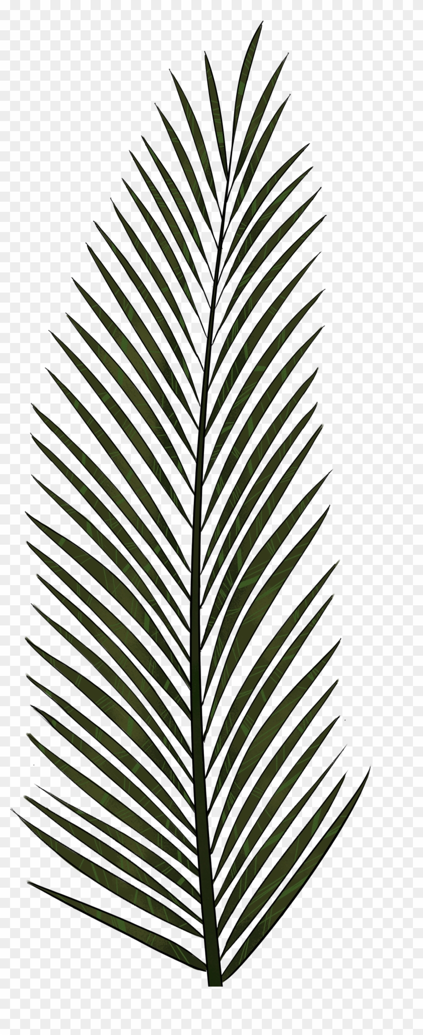 Palm Leaf Png Textures And Style Radin Mas - Palm Trees #25341
