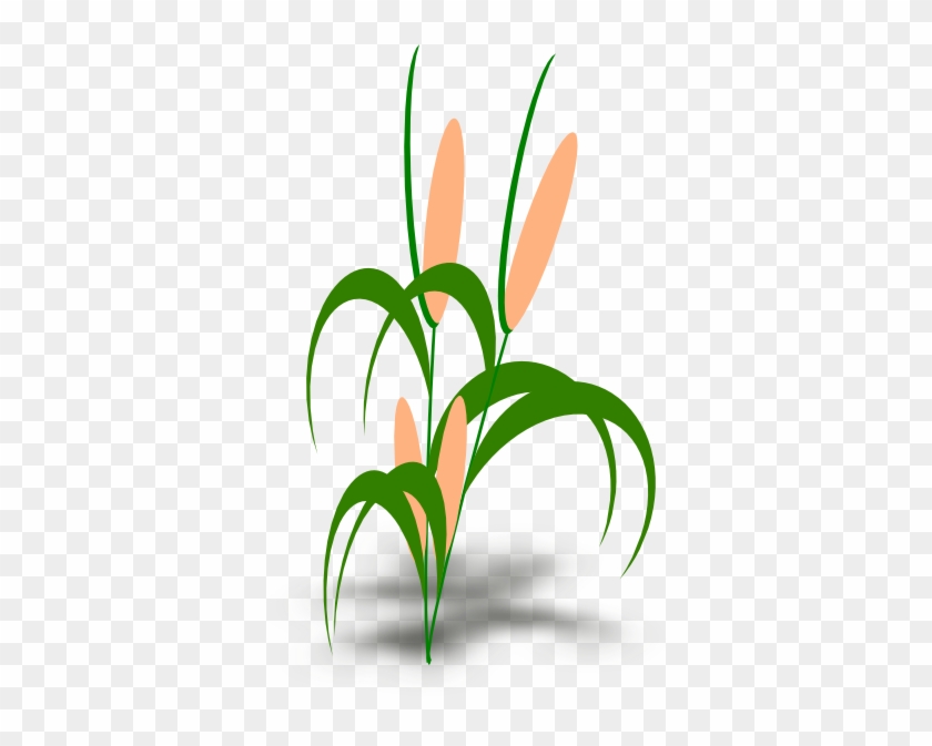 Espiga De Milho Vetor Png #25540