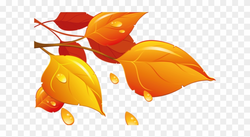 Ash Tree Leaves Images - Stock.xchng #26890