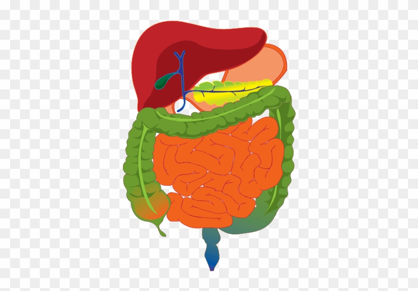 The Human Body By Itself Cannot Make Vitamin K - Gastrointestinal Tract Without Labels #164152