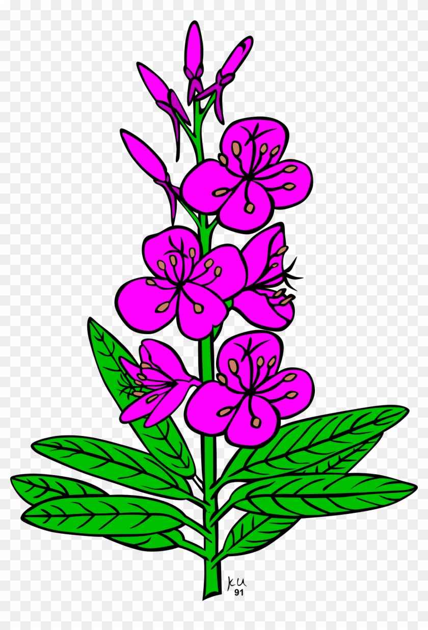 Flowers - Fireweed Clipart #165568