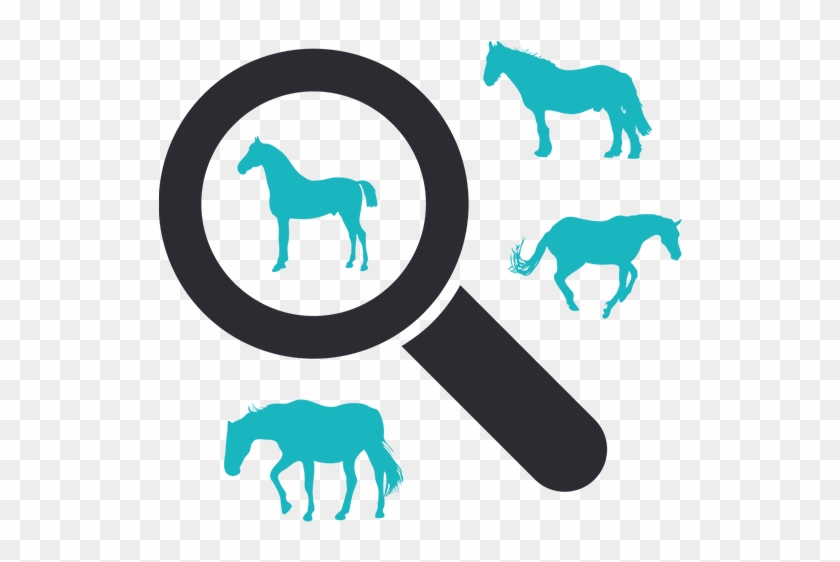 Horse #909102