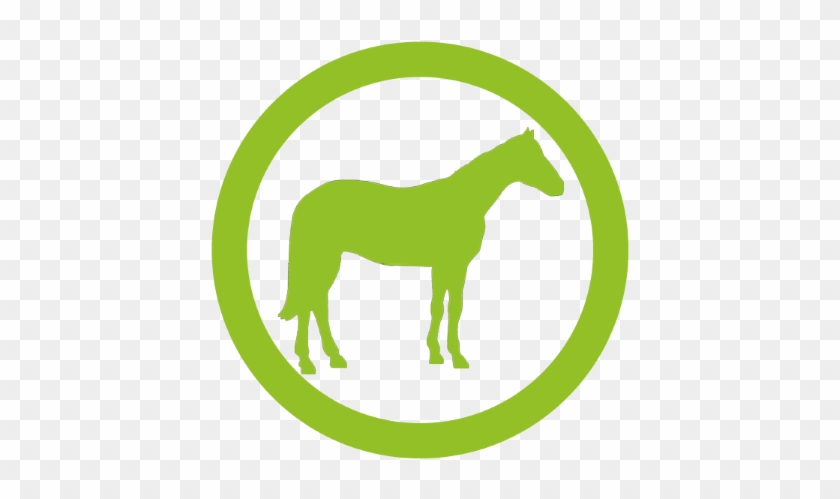Horse #909192