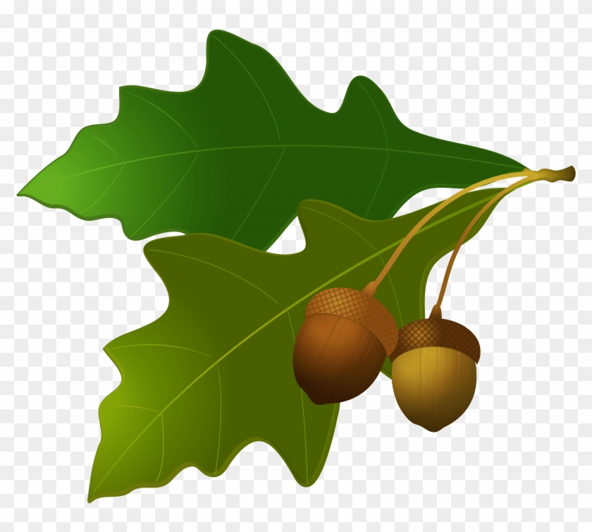 Free Png Acorn Png Images Transparent - Portable Network Graphics #909245