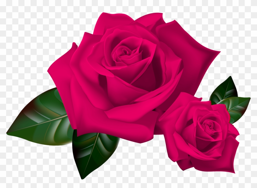 Beautiful Rose 1 - Rose Clipart #911562