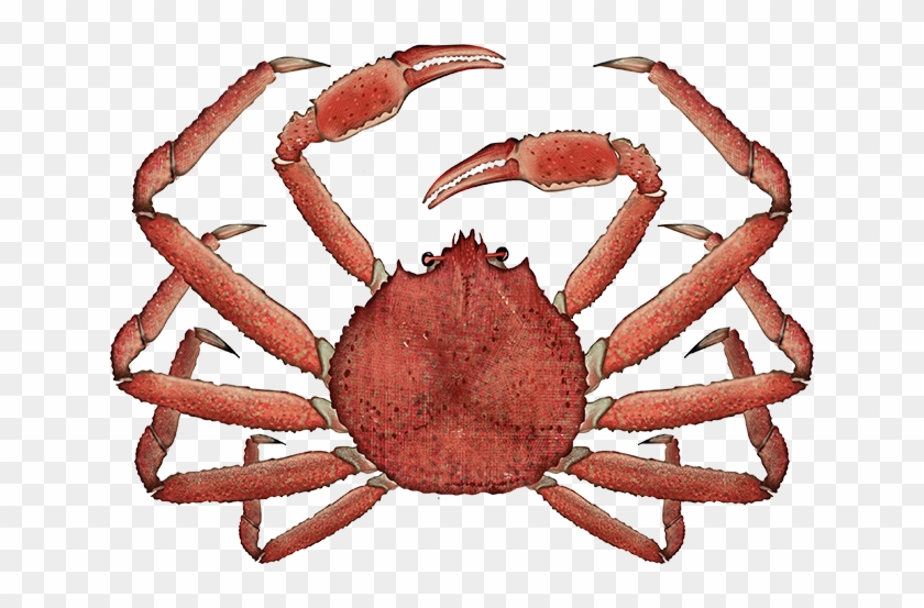 Download Free Photo Report - Alaskan King Crab Fishing #911563