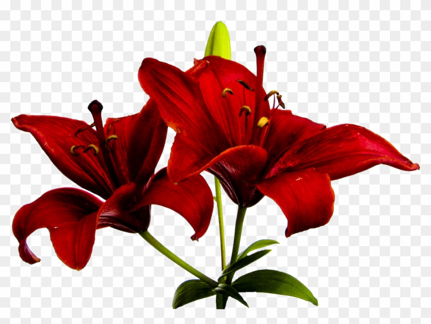 Orange Lily Flower Clip Art - Flower #919934