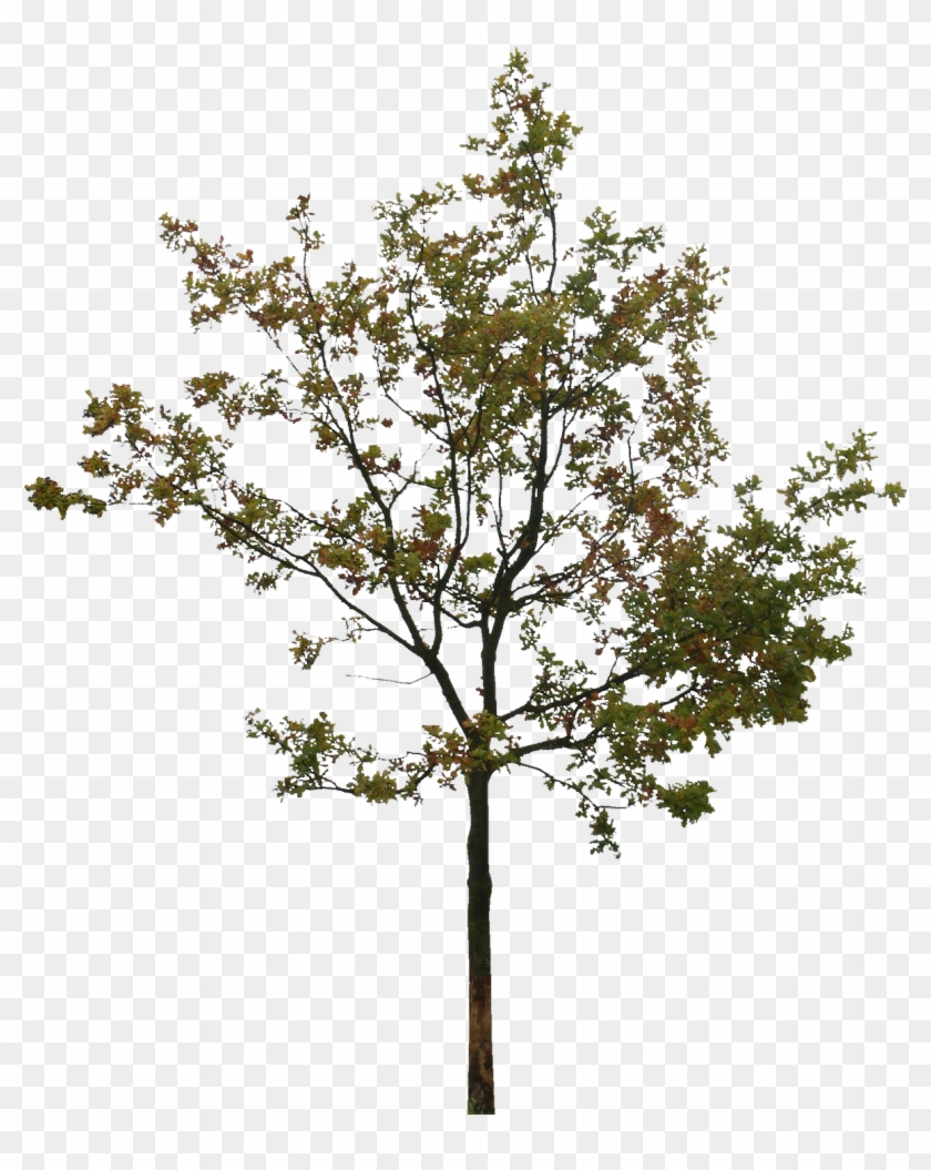 Tree Silhouette Clip Art - Arboles En Vista Png #920680