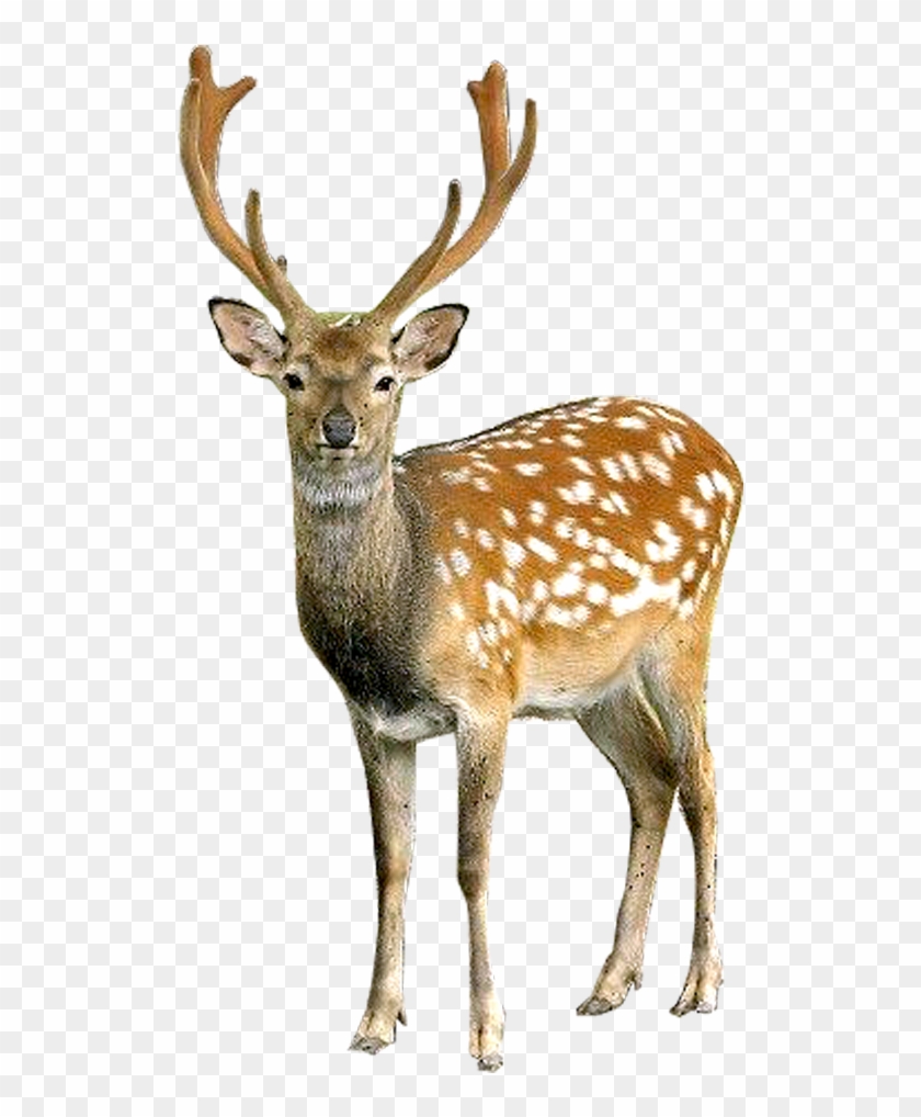 Deer - Hiran Png #921068