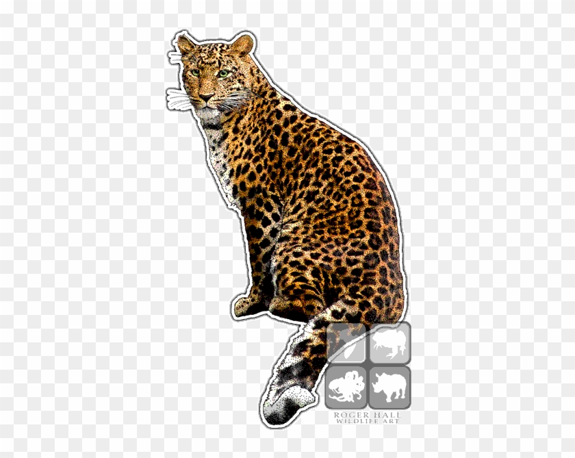 North China Leopard - Panthera Pardus Japonensis #921103