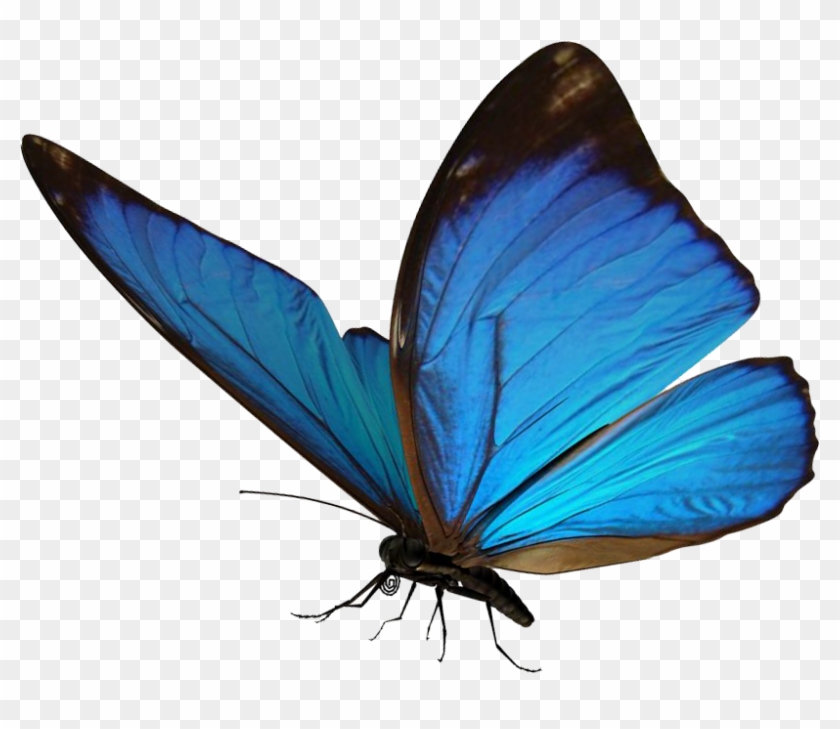 Butterfly Hinge Closure Cap 3d Cad Model Library Grabcad - Butterflies And Moths #922700