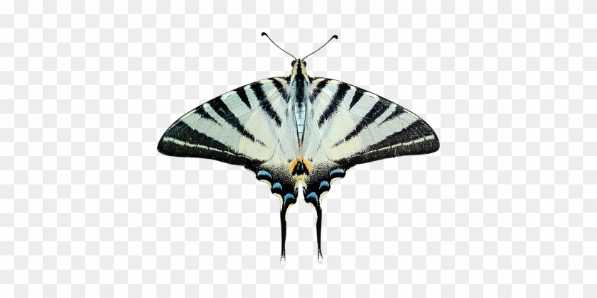 Butterfly Png Transparent Ali Moth Papilio - Transparent Moth #923147