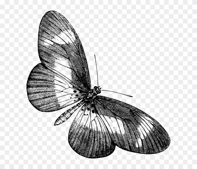 Animal #923149