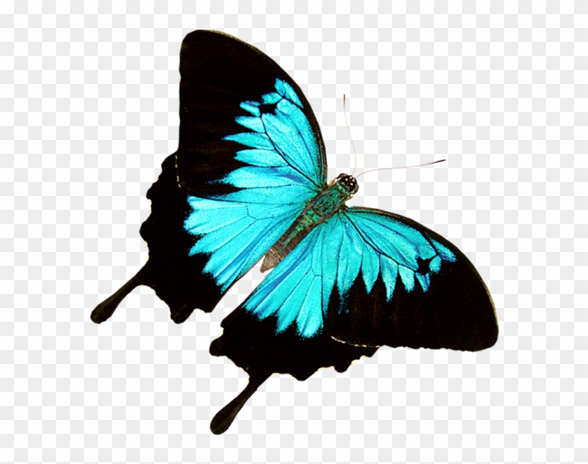 Perspective Image Of Butter Fly Butterfly World Where - Butterfly #923675