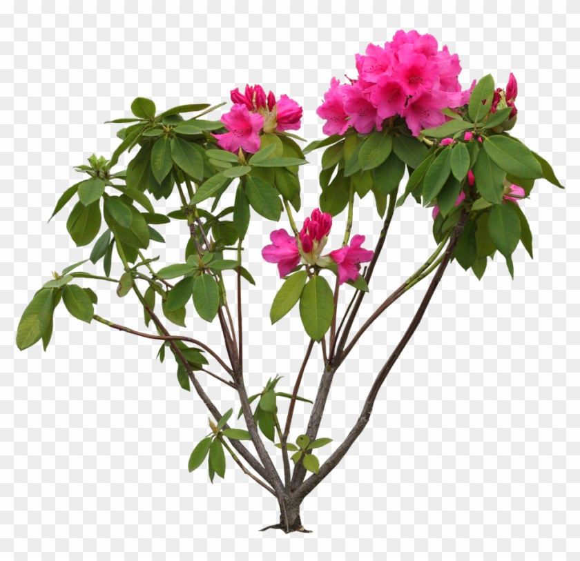 Flower Rhododendron Clip Art - Flower Images Hd Psd #923845