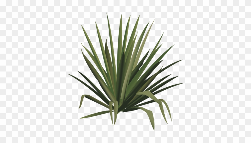 Ian Symbol Yucca Spp - Yucca Plant Drawing #923913