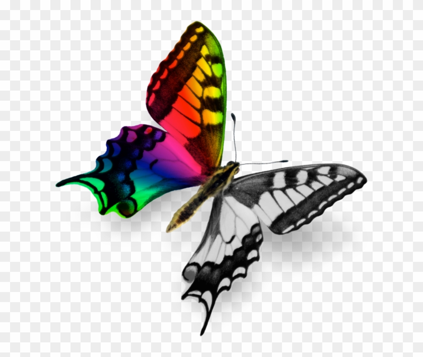 Lepidoptera I: Portraits Of My Colorful Flying Friends.: #924402