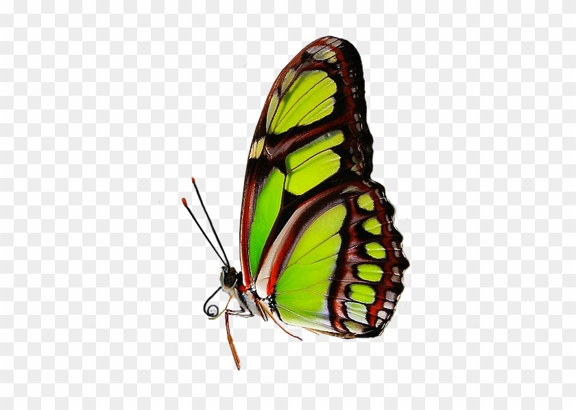 Green Butterfly By Xybutterfly - پروانه Pnj #924419