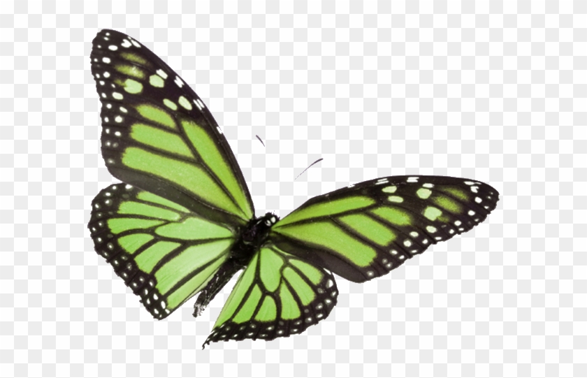Go Green At The Ashland Public Library - Transition From Sales And Operations By George E Palmatier #924422