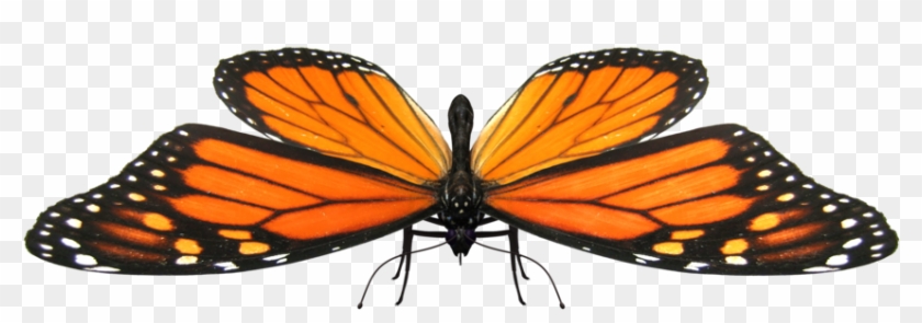 Butterfly Model 2 By Xanatos4 - Monarch Butterfly #924459